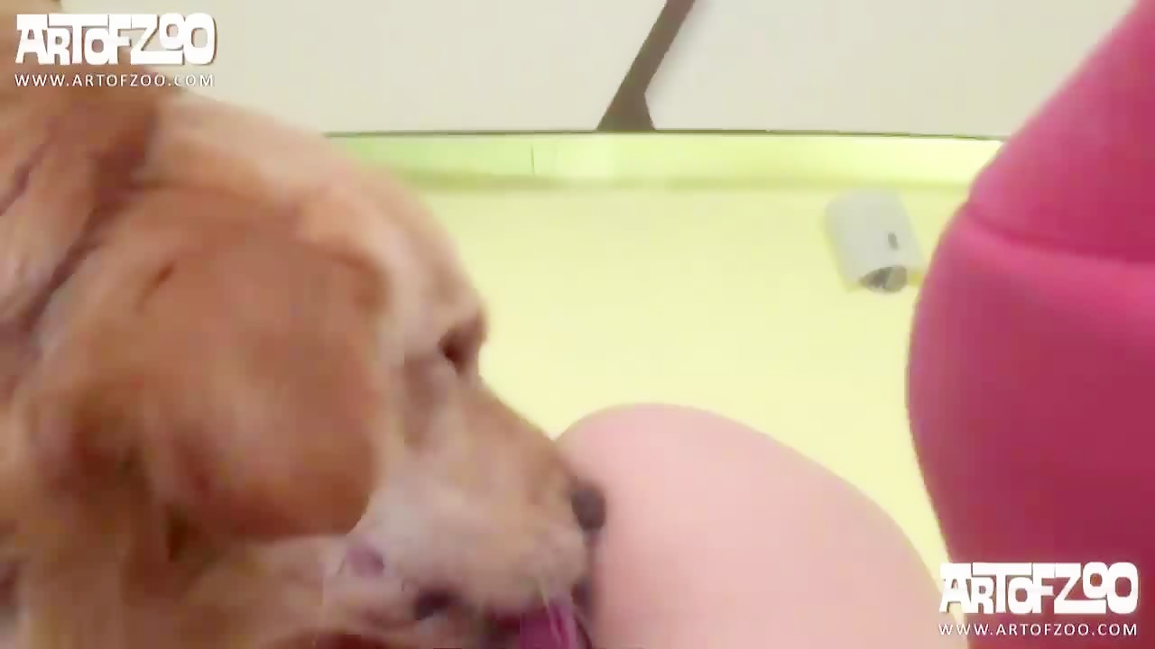 A wild boar and a dog in a sexual act in a rural setting