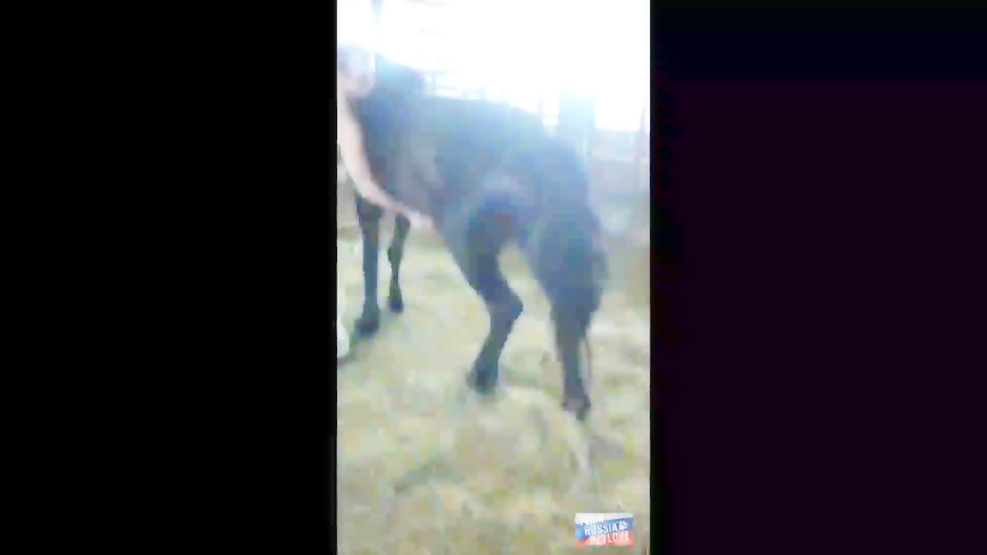 Bondage incest - Beast sex videos - Bestialitytaboo