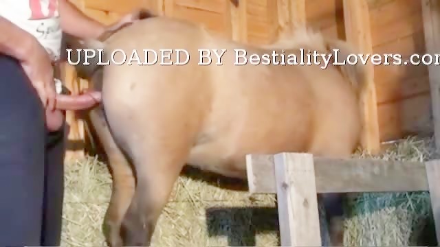 Men Mare Beautiful sex - Bestialitylovers - Watch Free Porn Video